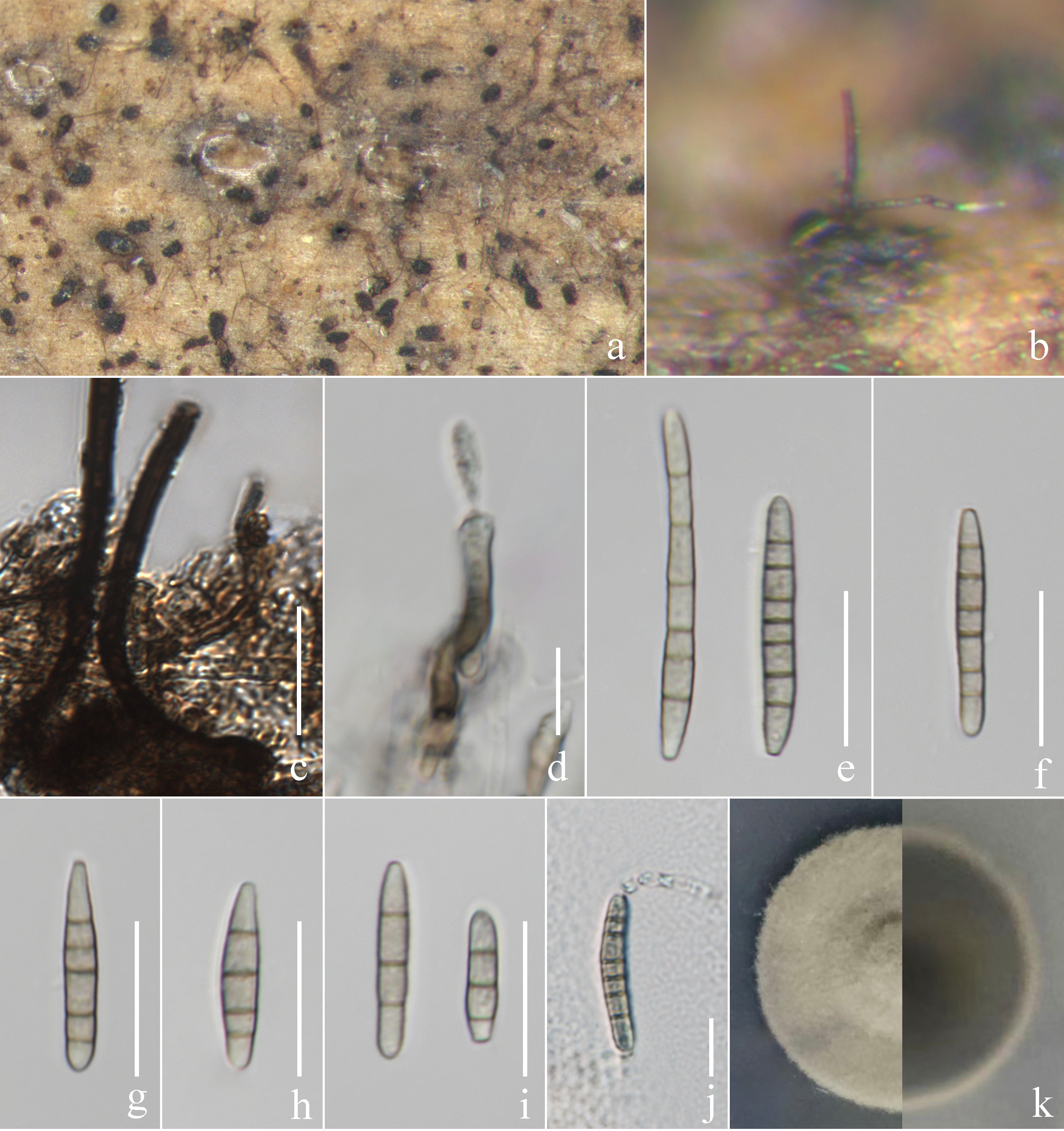 Figure 58